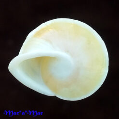 Helicina caracola (Moricand, 1836) - Imagem 2