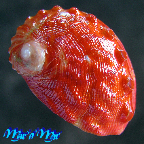 Haliotis aurantium Simone, 1998