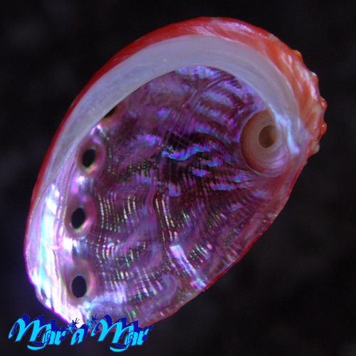 Alternative view of Haliotis aurantium Simone, 1998