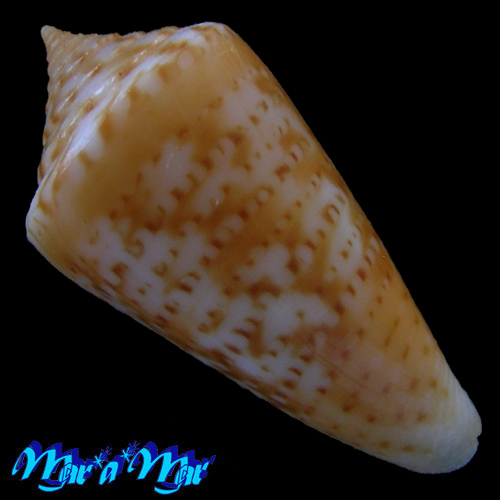 Conus (Lamniconus) cf. petestimpsoni (Petuch & Berschauer, 2016)* - Imagem 2