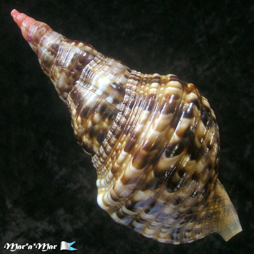 Charonia variegata (Lamarck, 1816) - Imagem 2