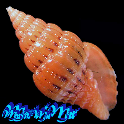 Vexillum pulchellum (Reeve, 1844)