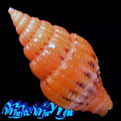 Alternative view of Vexillum pulchellum (Reeve, 1844)