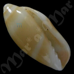 Volvarina sp.