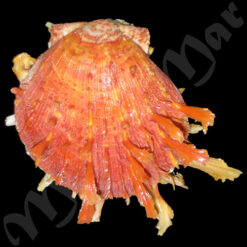 Spondylus ictericus Reeve, 1856