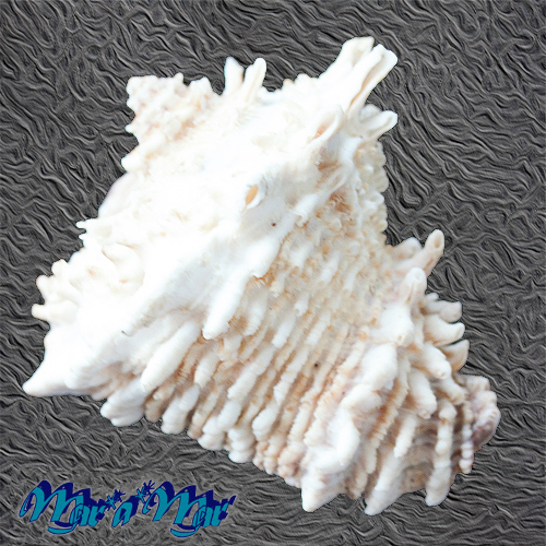 Alternative view of Vasum cassiforme (Kiener, 1841)