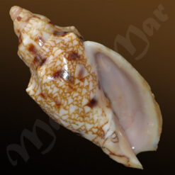 Odontocymbiola americana (Reeve, 1846)