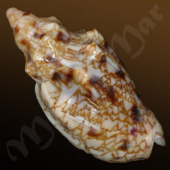 Odontocymbiola americana (Reeve, 1846) - Imagem 2