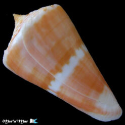 Alternative view of Conus carioca Petuch, 1986