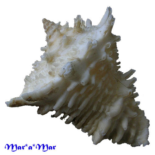 Vasum cassiforme (Kiener, 1841) - Image 2