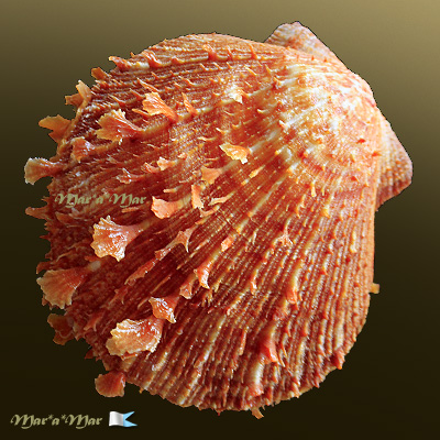 Spondylus ictericus Reeve, 1856