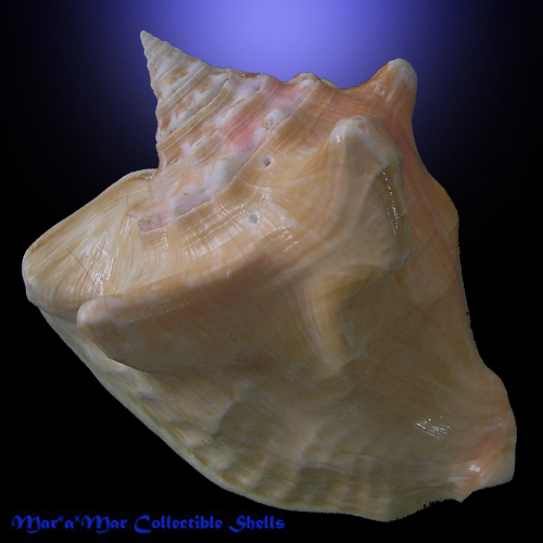 Macrostrombus costatus spectabilis (A. H. Verrill, 1950) - Image 2