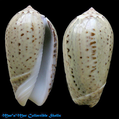 Oliva polpasta Duclos, 1833