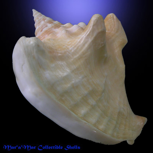 Macrostrombus costatus spectabilis (A. H. Verrill, 1950) - Image 3