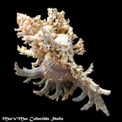 Alternative view of Chicoreus spectrum (Reeve, 1846)