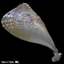 Alternative view of Atrina seminuda (Orbigny, 1846)