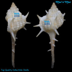 Alternative view of Vokesimurex lindajoyceae (Petuch, 1987)