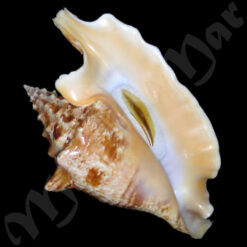 Alternative view of Strombus gallus Linnaeus, 1758