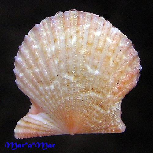 Alternative view of Leptopecten bavayi Dautzemberg, 1927