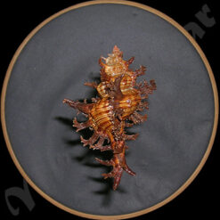 Alternative view of Chicoreus spectrum (Reeve, 1846)