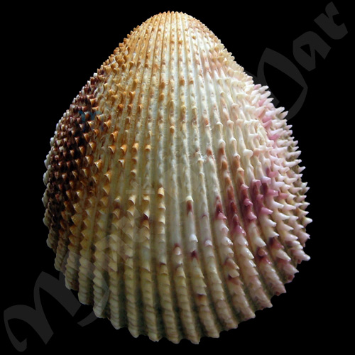 Trachycardium isocardia (L., 1758)