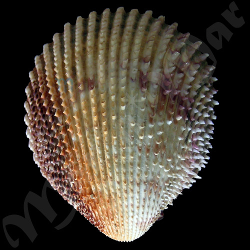 Trachycardium isocardia (L., 1758) - Imagem 2