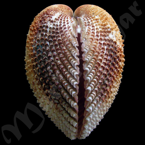 Trachycardium isocardia (L., 1758) - Imagem 3