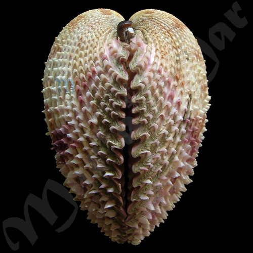 Trachycardium isocardia (L., 1758) - Imagem 4