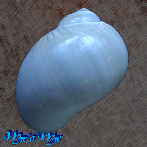 Alternative view of Notocochlis gualteriana Recluz, 1844