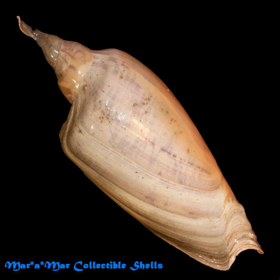 Zidona dufresneyi (Donovam, 1823)