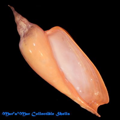 Zidona dufresneyi (Donovam, 1823) - Imagem 2