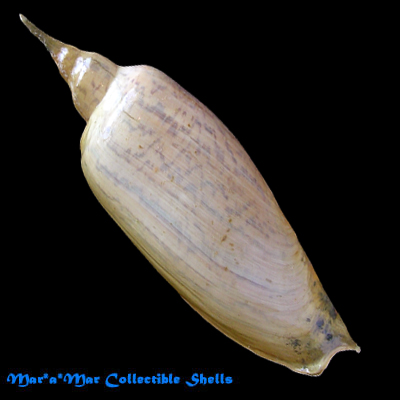 Zidona dufresneyi (Donovam, 1823)