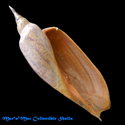 Zidona dufresneyi (Donovam, 1823) - Imagem 2