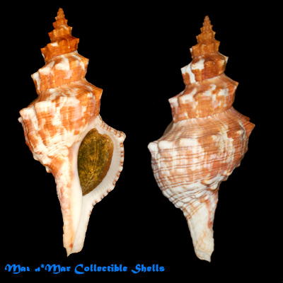 Pleuroploca aurantiaca (Lamarck, 1816)