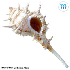 Siratus carolinae (Vokes, 1990)