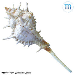 Siratus carolinae (Vokes, 1990) - Imagem 2