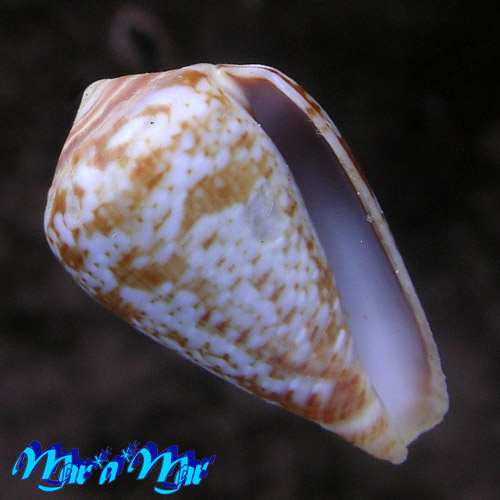 Conus aemulus Reeve, 1844