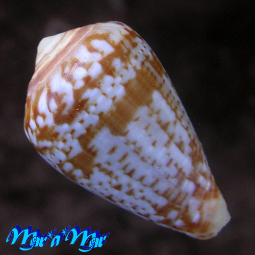 Alternative view of Conus aemulus Reeve, 1844