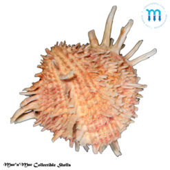 Arcinella brasiliana (Nicol, 1953)