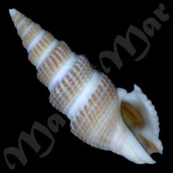 Clathrodrillia gibbosa (Born, 1778)