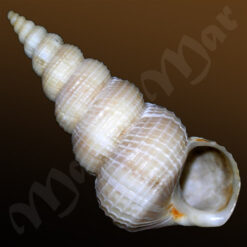 Amaea ferminiana (Dall, 1908)