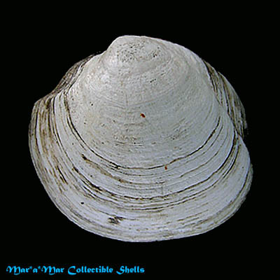 Lucina pectinata (Gmelin, 1791)*