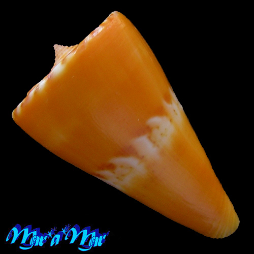 Alternative view of Conus riosi Petuch, 1986