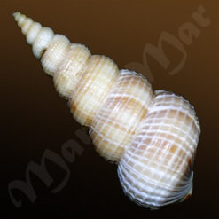 Alternative view of Amaea ferminiana (Dall, 1908)