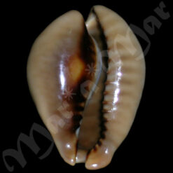 Cypraea (Muracypraea) mus mus Linnaeus, 1758