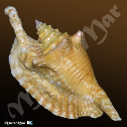 Strombus gallus Linnaeus, 1758
