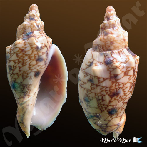 Odontocymbiola americana (Reeve, 1846)