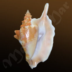 Strombus gallus Linnaeus, 1758