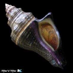 Pugilina tupiniquim Abbate & Simone, 2015