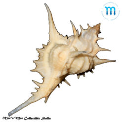 Chicoreus formosus (Sowerby, 1841) - Imagem 2